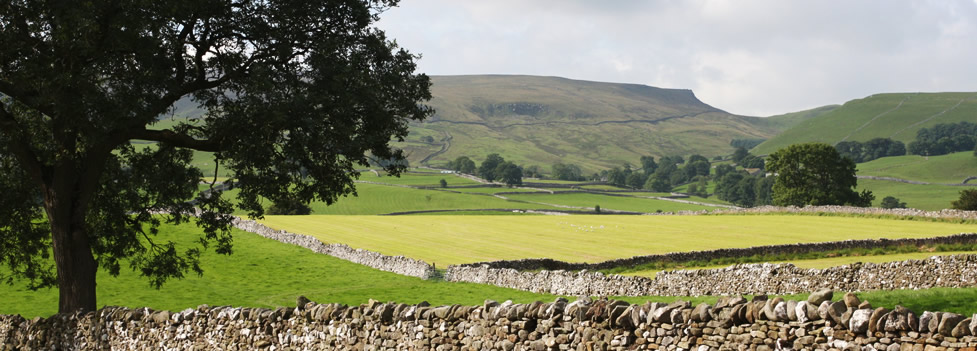 Climbing plant covered house Climbing plant covered house