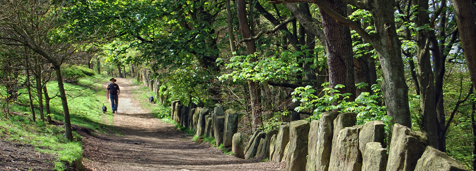 A gravel path lined with trees A gravel path lined with trees