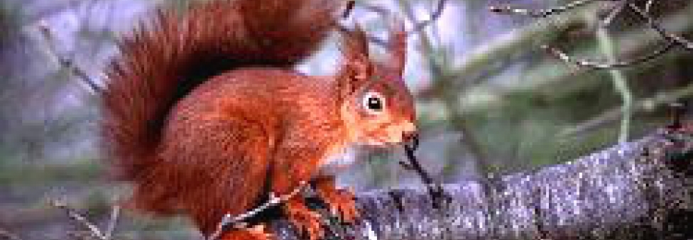 Red Squirrels in Wharfdale