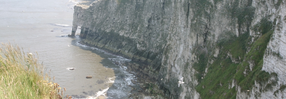 Flamborough/Bempton