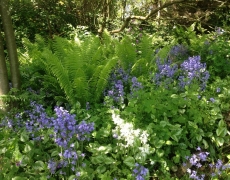 Wraycroft Cottages - Beautiful garden created over 50 years. Wraycroft Cottages - Beautiful garden created over 50 years.