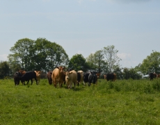 Butt Farm Caravan and Campsite